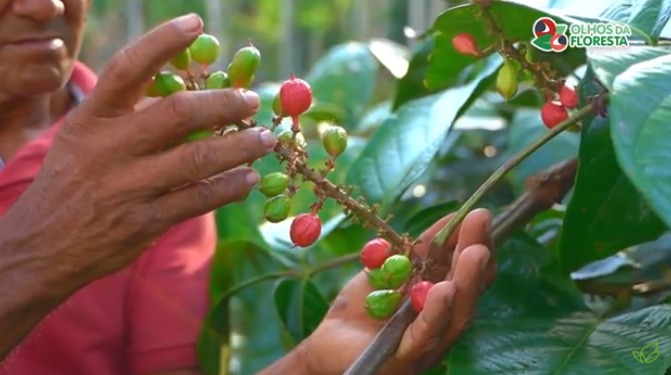 A Cadeia de Valor do Guaraná: A Continuidade dos Resíduos além das Cadeias Produtivas