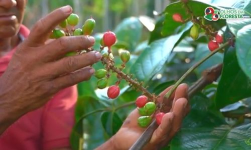 A Cadeia de Valor do Guaraná: A Continuidade dos Resíduos além das Cadeias Produtivas